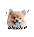 ポメラニアンのしょこら（個別スタンプ：16）