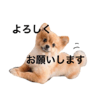 ポメラニアンのしょこら（個別スタンプ：17）