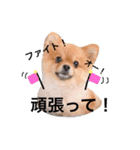ポメラニアンのしょこら（個別スタンプ：20）
