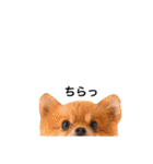 ポメラニアンのしょこら（個別スタンプ：22）