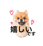 ポメラニアンのしょこら（個別スタンプ：27）