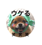 ポメラニアンのしょこら（個別スタンプ：28）