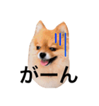 ポメラニアンのしょこら（個別スタンプ：32）