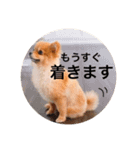 ポメラニアンのしょこら（個別スタンプ：33）
