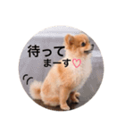 ポメラニアンのしょこら（個別スタンプ：34）