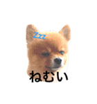 ポメラニアンのしょこら（個別スタンプ：39）