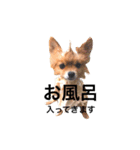ポメラニアンのしょこら（個別スタンプ：40）