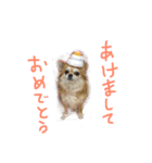チワワちゃんの日常スタンプ（個別スタンプ：2）