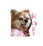 チワワちゃんの日常スタンプ（個別スタンプ：6）