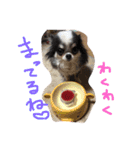 チワワちゃんの日常スタンプ（個別スタンプ：7）
