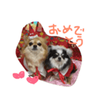 チワワちゃんの日常スタンプ（個別スタンプ：13）