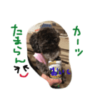 やんちゃ犬むーん  2（個別スタンプ：6）