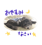 やんちゃ犬むーん  2（個別スタンプ：19）