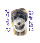 やんちゃ犬むーん  2（個別スタンプ：24）