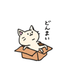 ダンボールネコ（個別スタンプ：3）