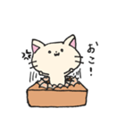 ダンボールネコ（個別スタンプ：16）
