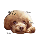 ころんとパンくんのおしゃべり①（個別スタンプ：5）
