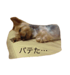 ころんとパンくんのおしゃべり①（個別スタンプ：28）