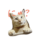 ねこねこFamily（個別スタンプ：3）