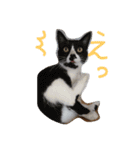 ねこねこFamily（個別スタンプ：4）