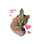 ねこねこFamily（個別スタンプ：9）