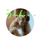 ねこねこFamily（個別スタンプ：11）