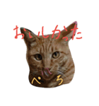 ねこねこFamily（個別スタンプ：12）