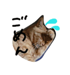 ねこねこFamily（個別スタンプ：16）