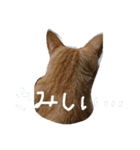 ねこねこFamily（個別スタンプ：18）