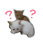 ねこねこFamily（個別スタンプ：19）