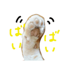 ねこねこFamily（個別スタンプ：24）