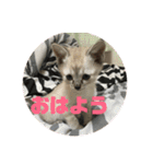 まなみねこ（個別スタンプ：1）