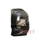 まなみねこ（個別スタンプ：2）