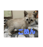 まなみねこ（個別スタンプ：3）