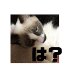 まなみねこ（個別スタンプ：5）