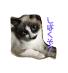 まなみねこ（個別スタンプ：6）