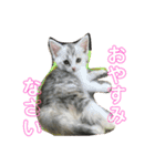 まなみねこ（個別スタンプ：7）