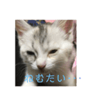 まなみねこ（個別スタンプ：8）