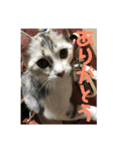 まなみねこ（個別スタンプ：10）