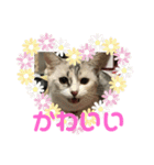 まなみねこ（個別スタンプ：11）