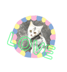 まなみねこ（個別スタンプ：12）