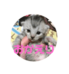 まなみねこ（個別スタンプ：13）