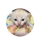 まなみねこ（個別スタンプ：14）