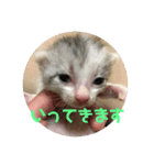 まなみねこ（個別スタンプ：15）