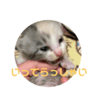 まなみねこ（個別スタンプ：16）