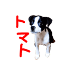 おんじゅ（個別スタンプ：1）