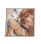 寝達磨な猫達…（個別スタンプ：1）