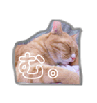 寝達磨な猫達…（個別スタンプ：3）