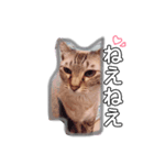 寝達磨な猫達…（個別スタンプ：4）