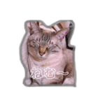 寝達磨な猫達…（個別スタンプ：5）